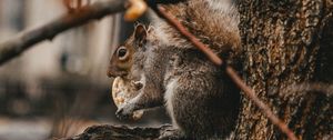 Preview wallpaper squirrel, cookie, tree, branches, beast, wildlife