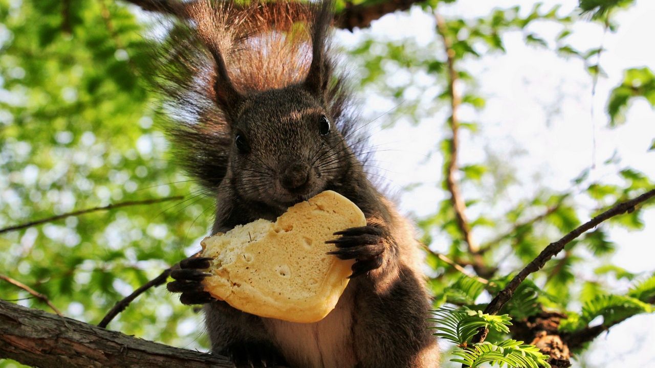 Wallpaper squirrel, cookies, food