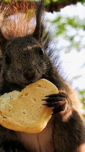 Preview wallpaper squirrel, cookies, food