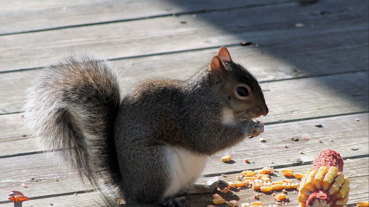 Wallpaper squirrel, corn, food, shade