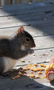 Preview wallpaper squirrel, corn, food, shade