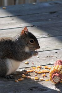 Preview wallpaper squirrel, corn, food, shade