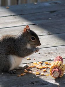 Preview wallpaper squirrel, corn, food, shade