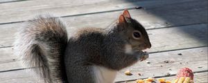 Preview wallpaper squirrel, corn, food, shade