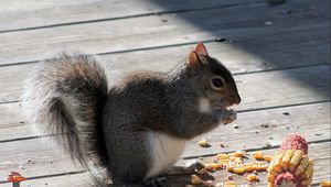 Preview wallpaper squirrel, corn, food, shade