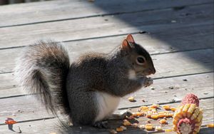 Preview wallpaper squirrel, corn, food, shade