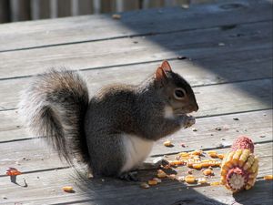 Preview wallpaper squirrel, corn, food, shade