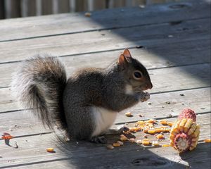 Preview wallpaper squirrel, corn, food, shade