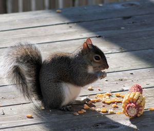 Preview wallpaper squirrel, corn, food, shade