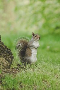 Preview wallpaper squirrel, curious, stand, grass, wildlife
