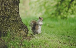 Preview wallpaper squirrel, curious, stand, grass, wildlife