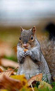 Preview wallpaper squirrel, cute, animal, funny