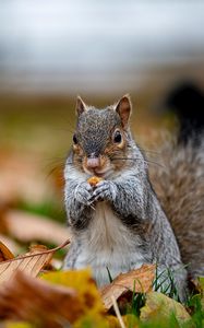 Preview wallpaper squirrel, cute, animal, funny