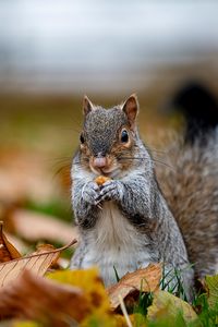 Preview wallpaper squirrel, cute, animal, funny