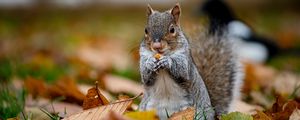 Preview wallpaper squirrel, cute, animal, funny