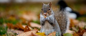 Preview wallpaper squirrel, cute, animal, funny