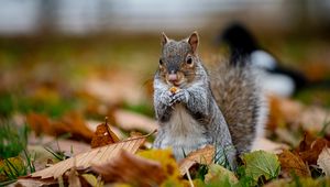 Preview wallpaper squirrel, cute, animal, funny