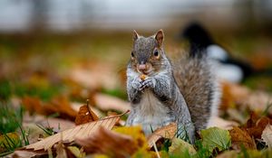 Preview wallpaper squirrel, cute, animal, funny