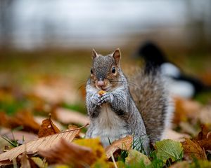 Preview wallpaper squirrel, cute, animal, funny