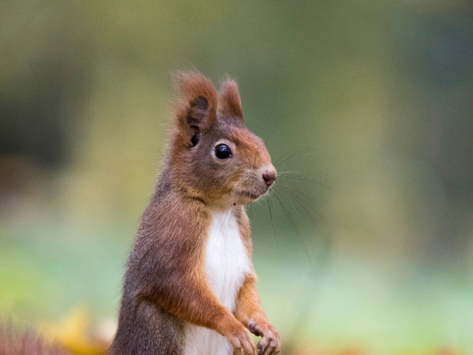 Download wallpaper 1600x1200 squirrel, cute, funny, animal, leaves standard  4:3 hd background