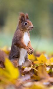 Preview wallpaper squirrel, cute, funny, animal, leaves