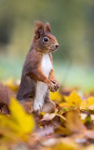 Preview wallpaper squirrel, cute, funny, animal, leaves