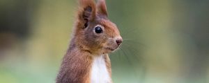 Preview wallpaper squirrel, cute, funny, animal, leaves