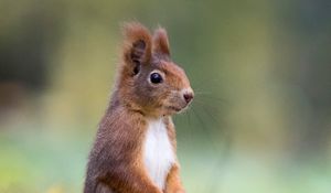 Preview wallpaper squirrel, cute, funny, animal, leaves