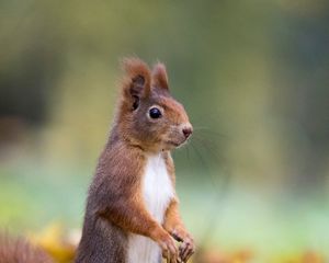 Preview wallpaper squirrel, cute, funny, animal, leaves