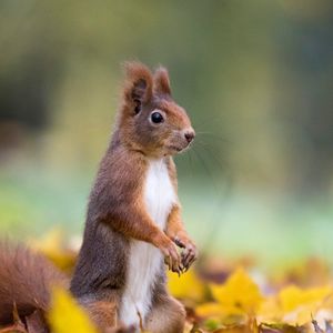 Preview wallpaper squirrel, cute, funny, animal, leaves