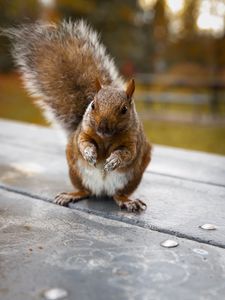 Preview wallpaper squirrel, cute, funny, rodent