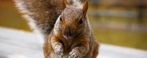 Preview wallpaper squirrel, cute, funny, rodent
