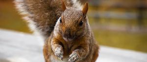 Preview wallpaper squirrel, cute, funny, rodent