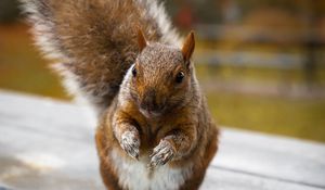 Preview wallpaper squirrel, cute, funny, rodent