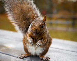 Preview wallpaper squirrel, cute, funny, rodent
