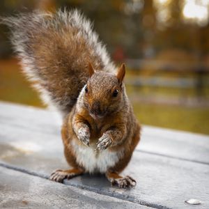 Preview wallpaper squirrel, cute, funny, rodent