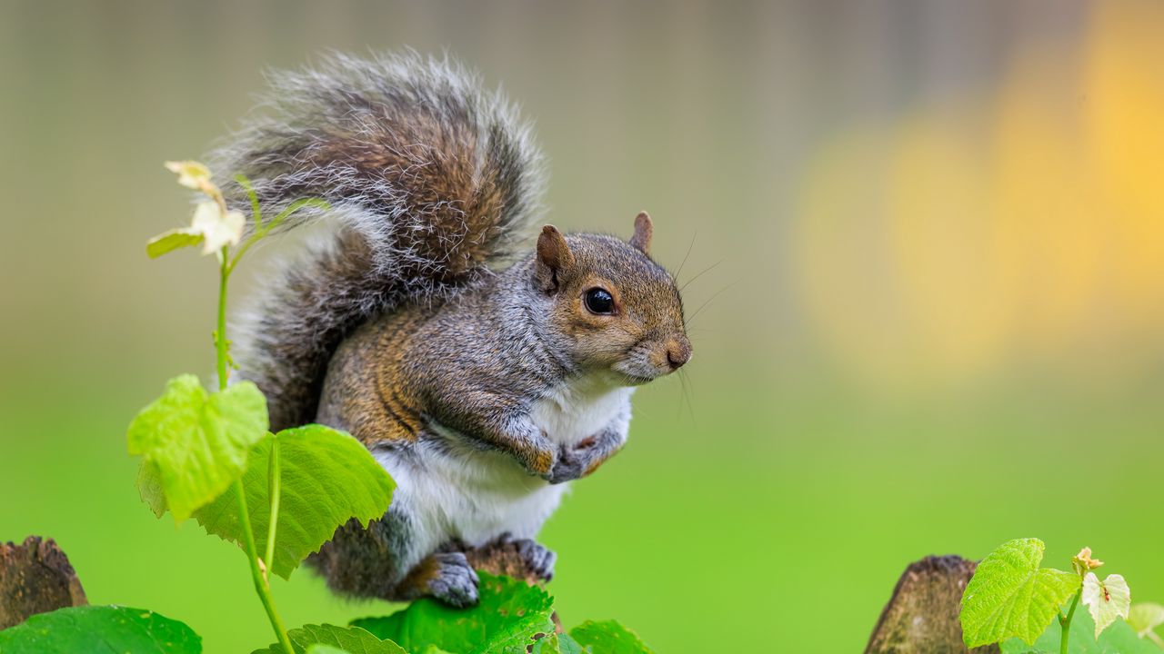 Wallpaper squirrel, cute leaves, macro, animal