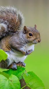 Preview wallpaper squirrel, cute leaves, macro, animal