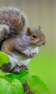 Preview wallpaper squirrel, cute leaves, macro, animal
