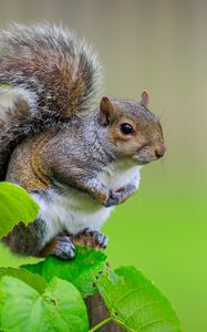 Preview wallpaper squirrel, cute leaves, macro, animal