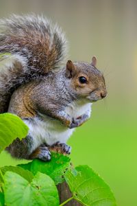 Preview wallpaper squirrel, cute leaves, macro, animal