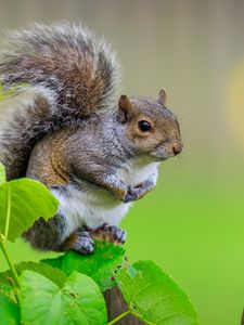 Preview wallpaper squirrel, cute leaves, macro, animal
