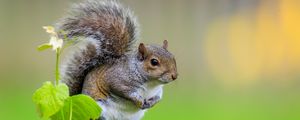 Preview wallpaper squirrel, cute leaves, macro, animal