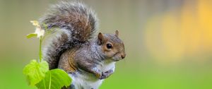 Preview wallpaper squirrel, cute leaves, macro, animal