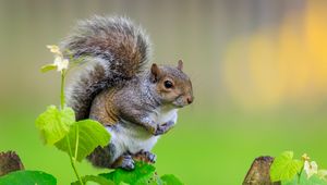 Preview wallpaper squirrel, cute leaves, macro, animal