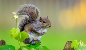 Preview wallpaper squirrel, cute leaves, macro, animal