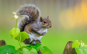 Preview wallpaper squirrel, cute leaves, macro, animal