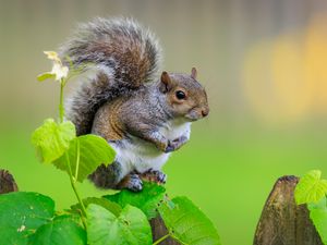 Preview wallpaper squirrel, cute leaves, macro, animal