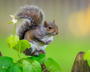 Preview wallpaper squirrel, cute leaves, macro, animal