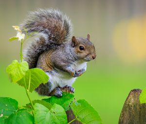 Preview wallpaper squirrel, cute leaves, macro, animal